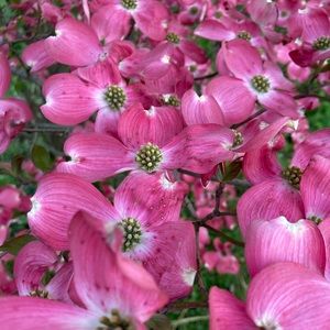 Meet your Posher, Raychel